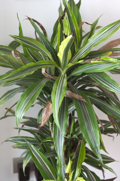 Dracaena 'Lemon-Lime' or dragon tree houseplant with brown leaf tips.