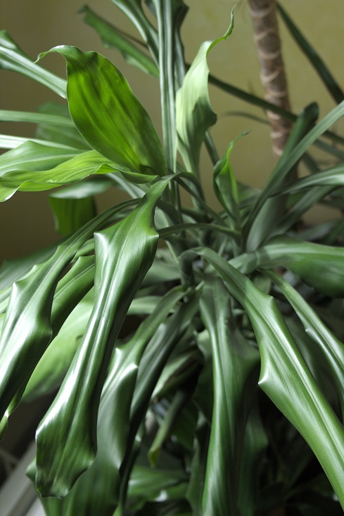 Dracaena (dragon tree or corn plant) houseplant with drooping leaves.