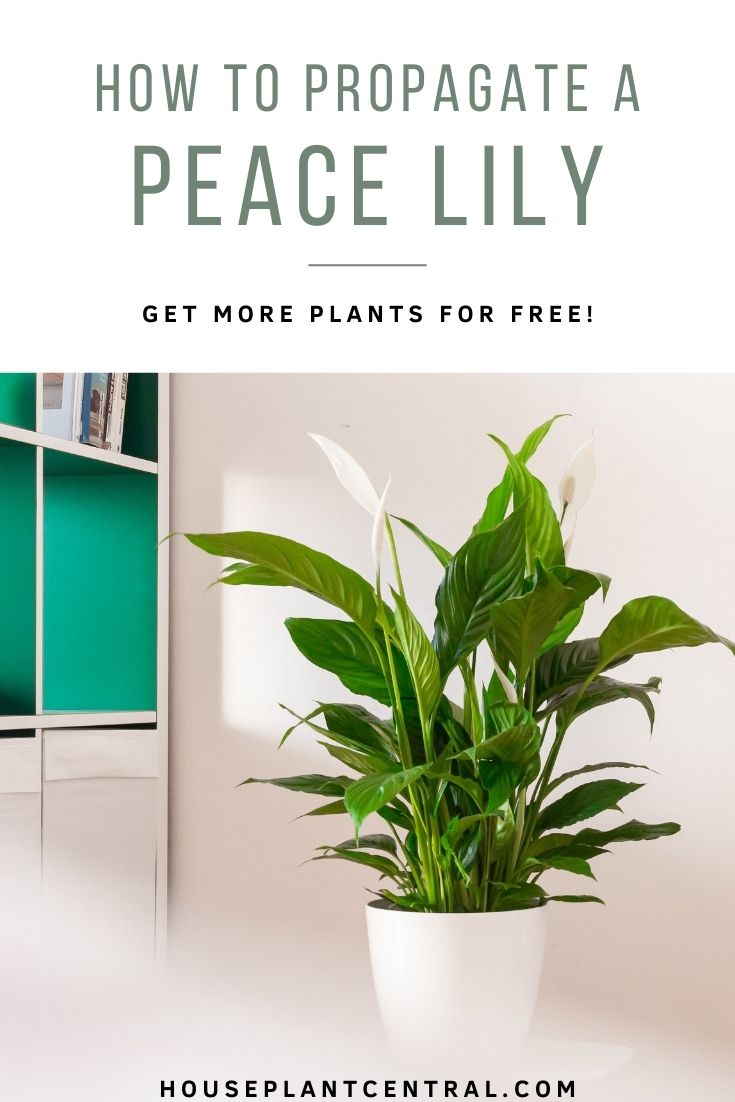 How to propagate a peace lily | Flowering Spathiphyllum houseplant