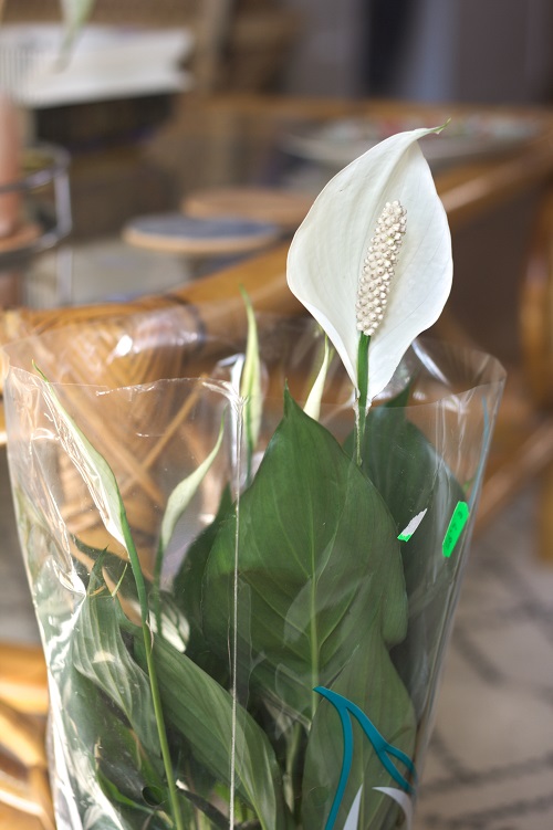 Peace lily (Spathiphyllum) houseplant wrapped in clear plastic.