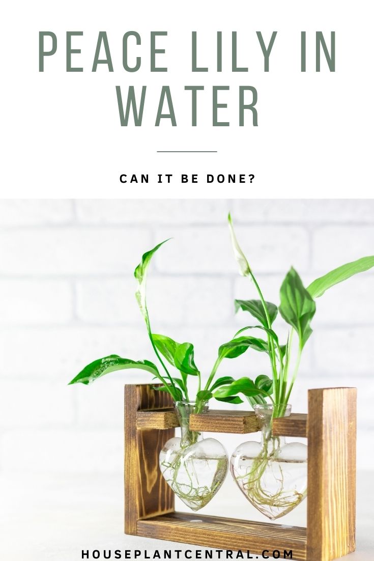 Can You Plant Peace Lily In Water