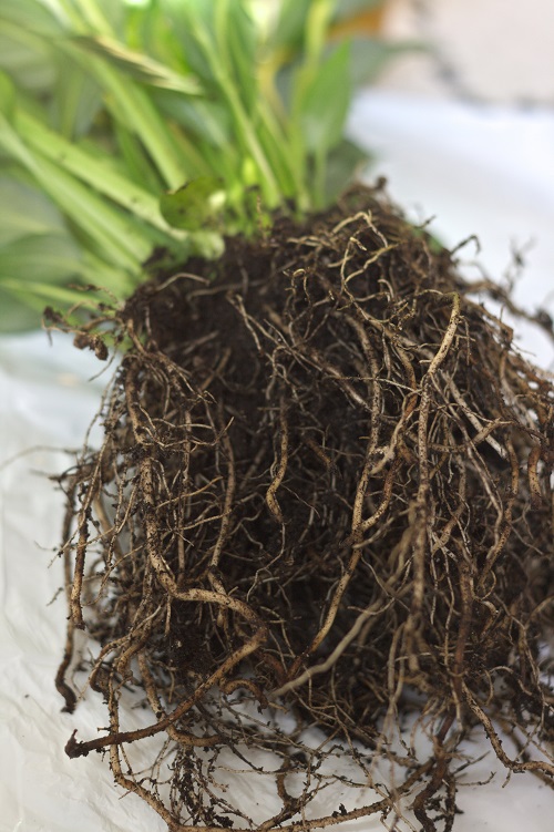 Spathiphyllum (peace lily) houseplant roots.