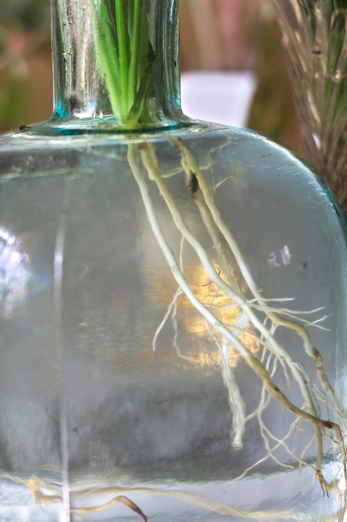 Close-up of peace lily (Spathiphyllum) houseplant roots in water.