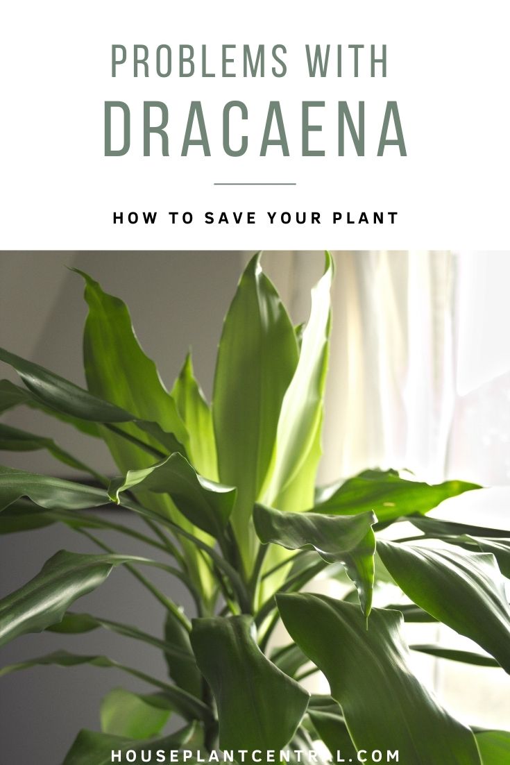 Dragon tree houseplant | 8 common problems with Dracaena