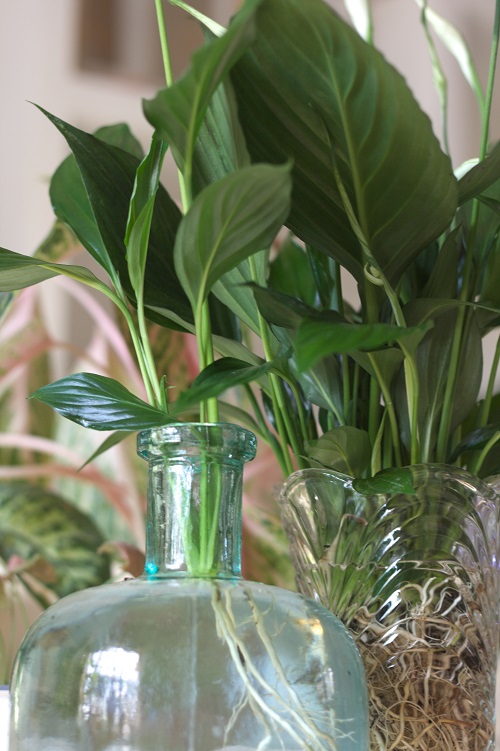 Peace lily houseplants (Spathiphyllum) growing in water.