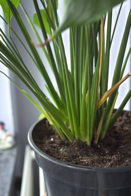 Close-up of base of peace lily (Spathiphyllum) houseplant.