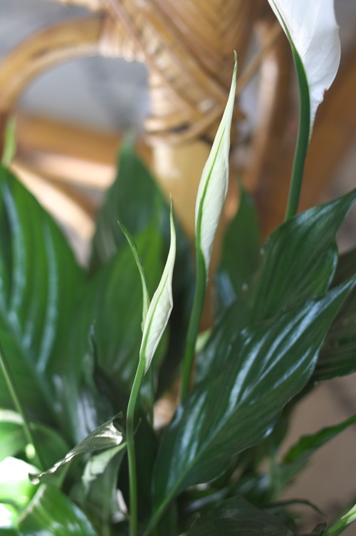 Flower buds on peace lily (Spathiphyllum) houseplant.