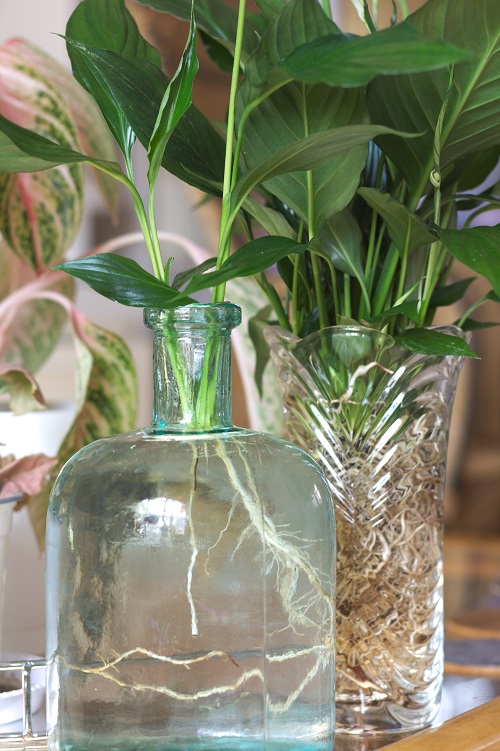 Peace lilies (Spathiphyllum) growing in water.