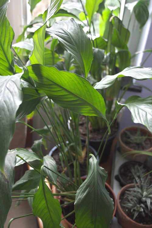 Peace lily (Spathiphyllum) houseplant resulting from propagation by means of division.