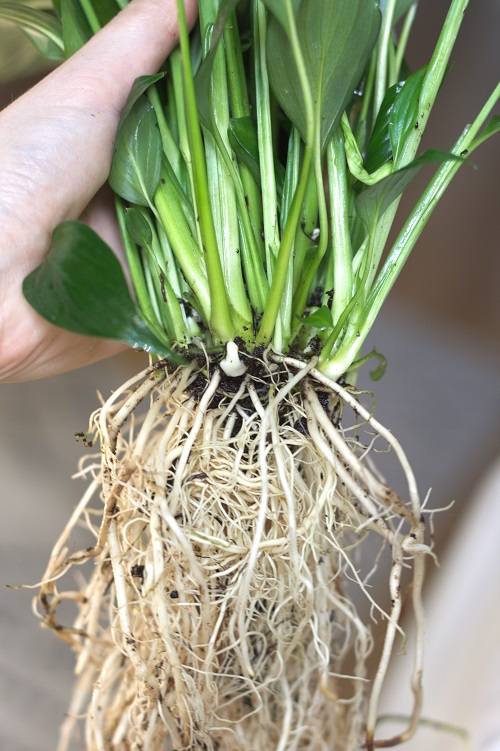 Peace lily (Spathiphyllum) houseplant roots after cleaning.
