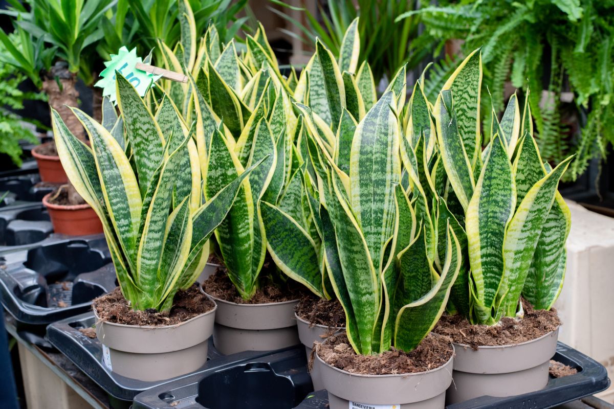  different types of snake plants
