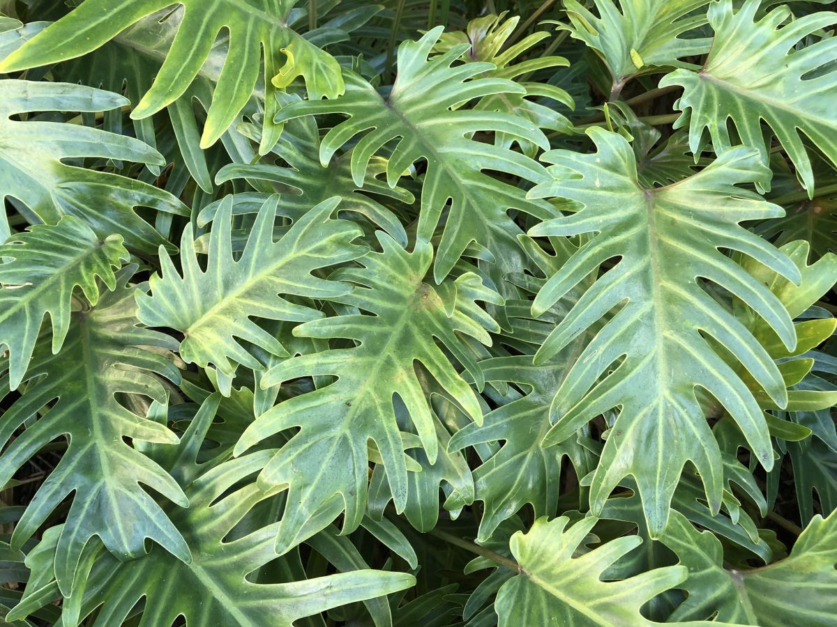 Philodendron Xanadu - How to Grow and Care