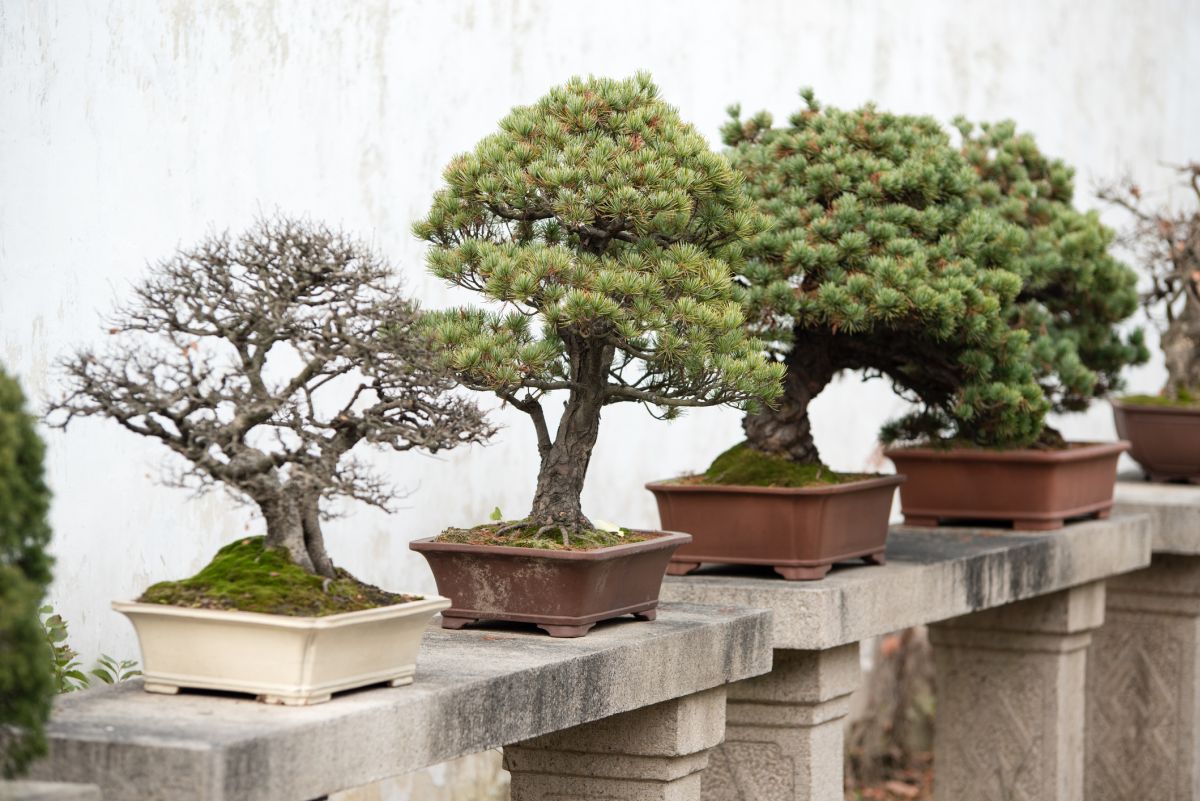 Bonsai Trees