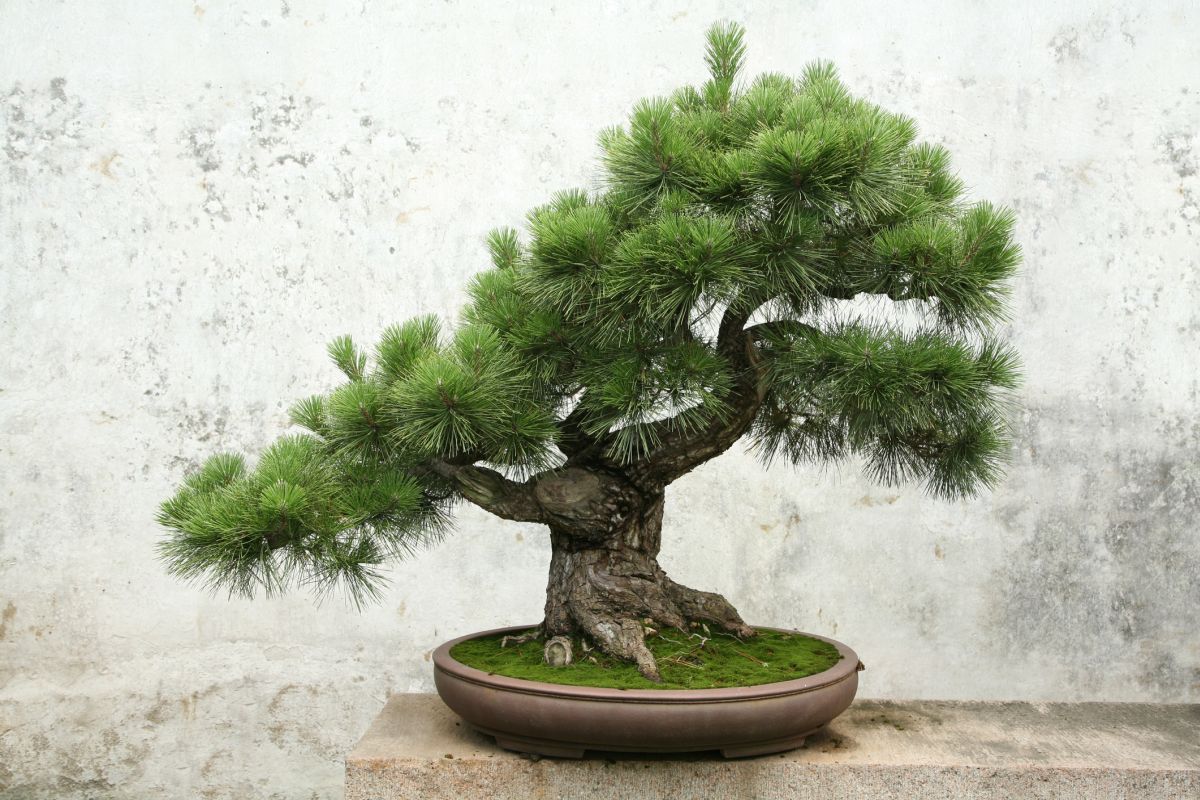 Bonsai tree