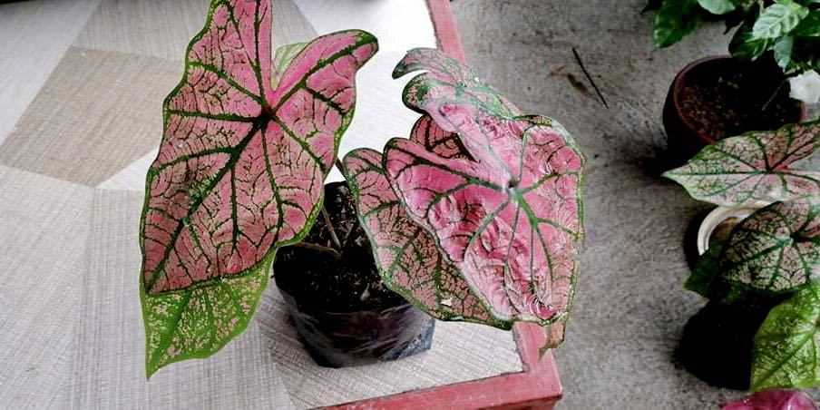 Caladium pink symphony