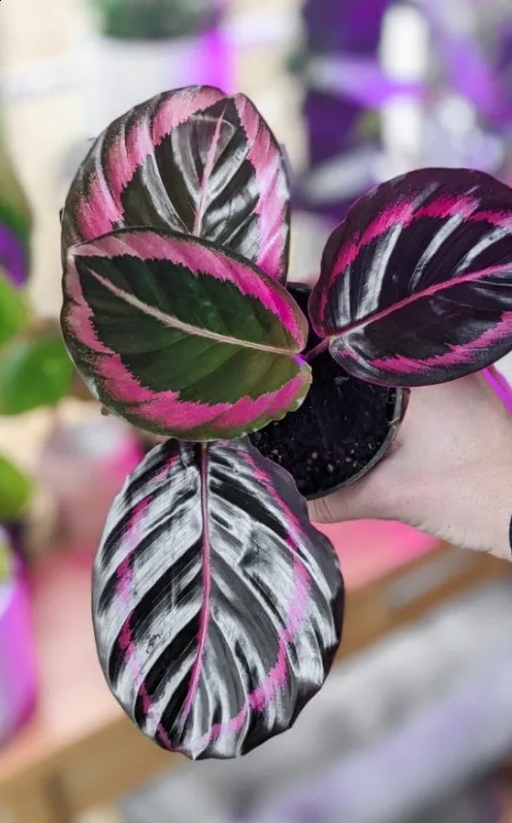  Calathea (Dottie) 