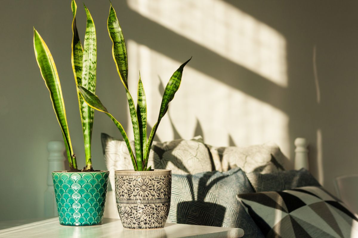 Care of Snake Plants 