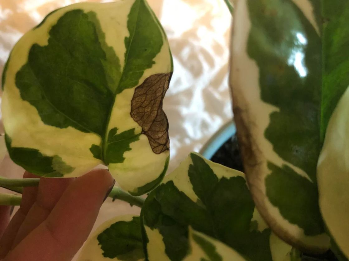 Common Problems With Pearl and Jade Pothos 