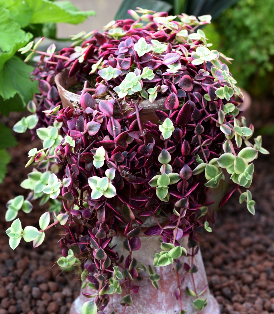 18+ Plant With Pink Leaves