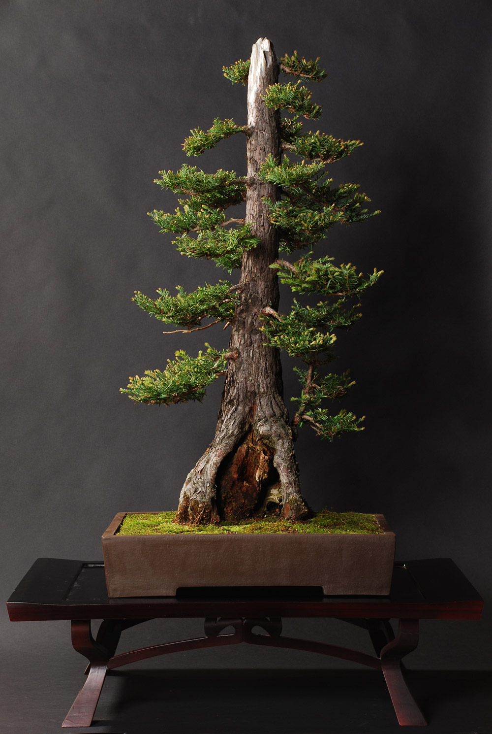 Giant Sequoia Bonsai Tree