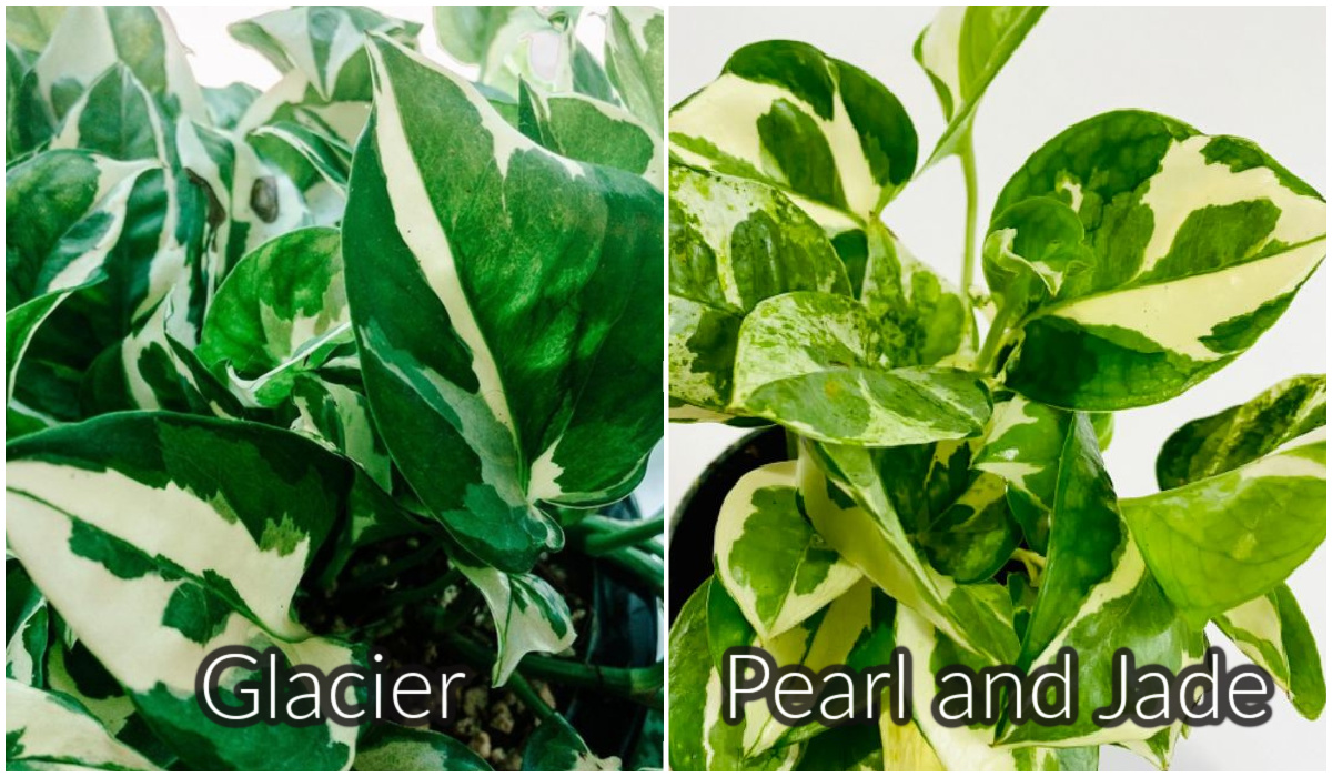 Glacier versus Pearl and Jade Pothos 