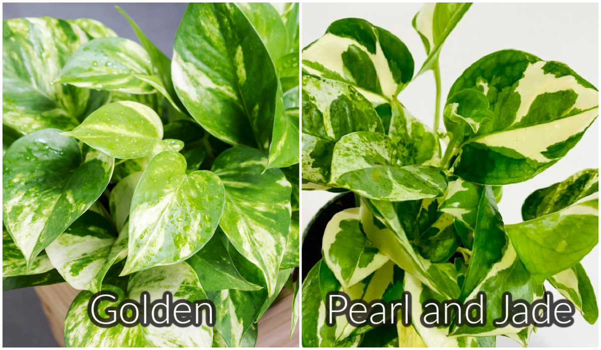 Golden versus Pearl and Jade Pothos