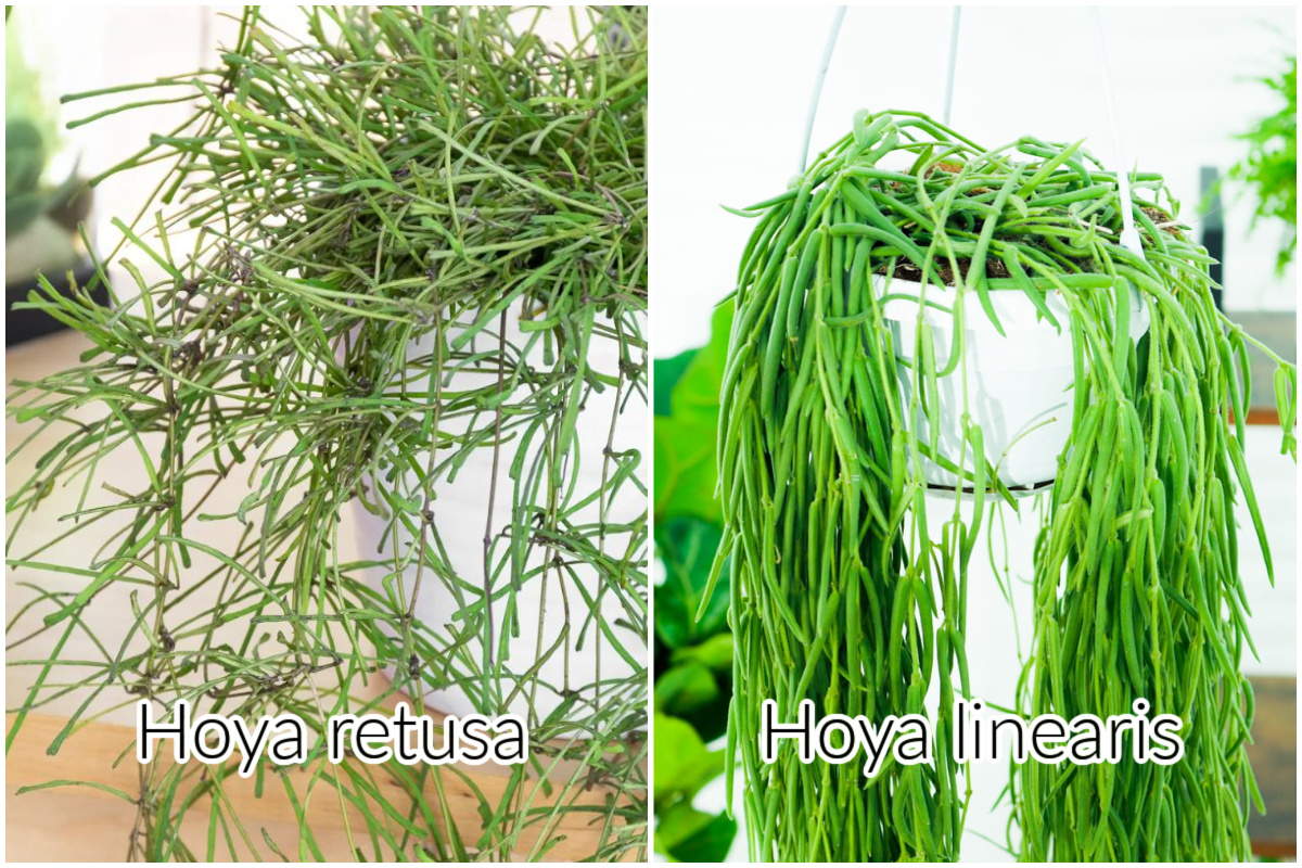 Hoya retusa vs linearis 