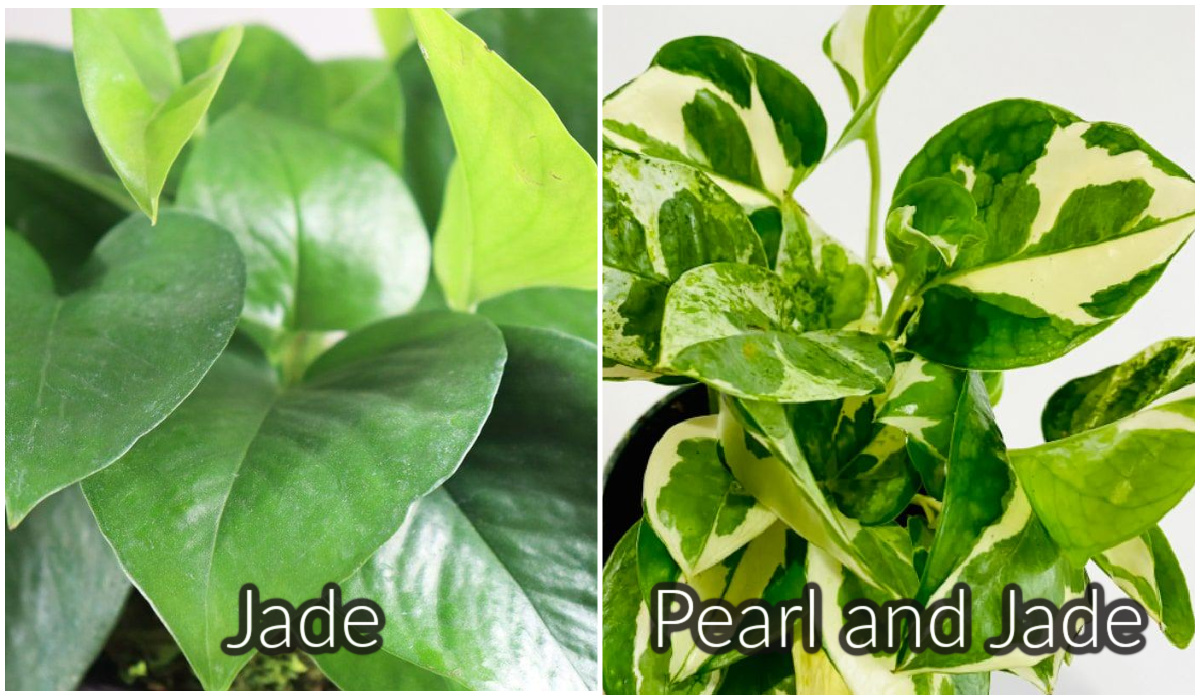 Jade versus Pearl and Jade Pothos 