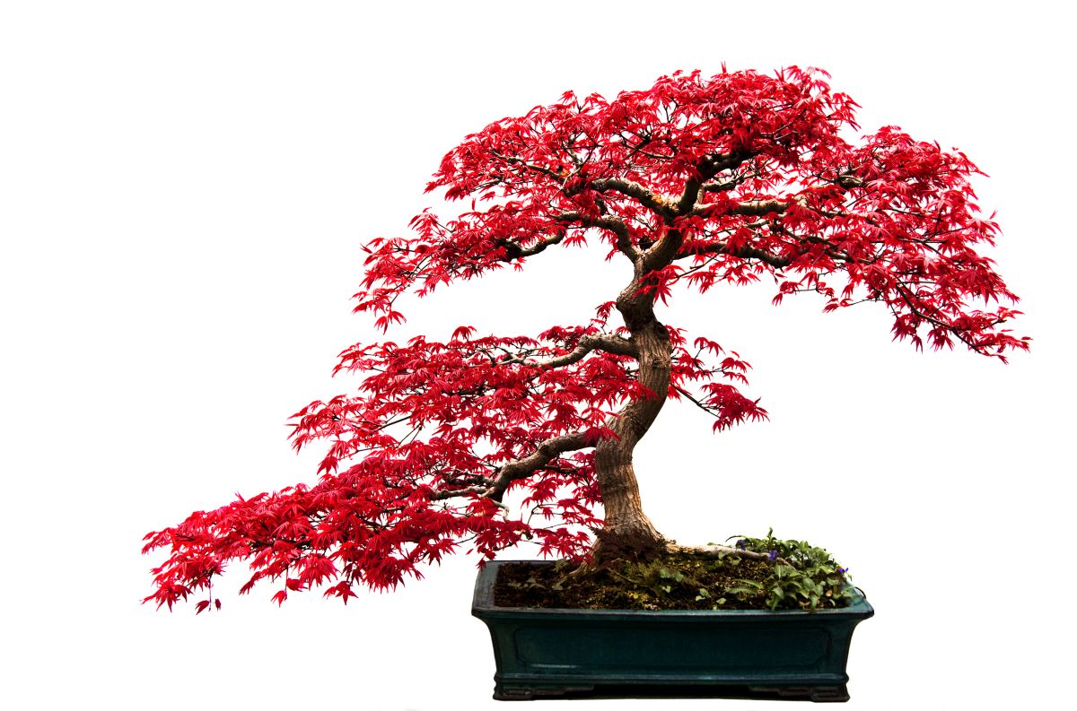 Japanese Red Maple Bonsai