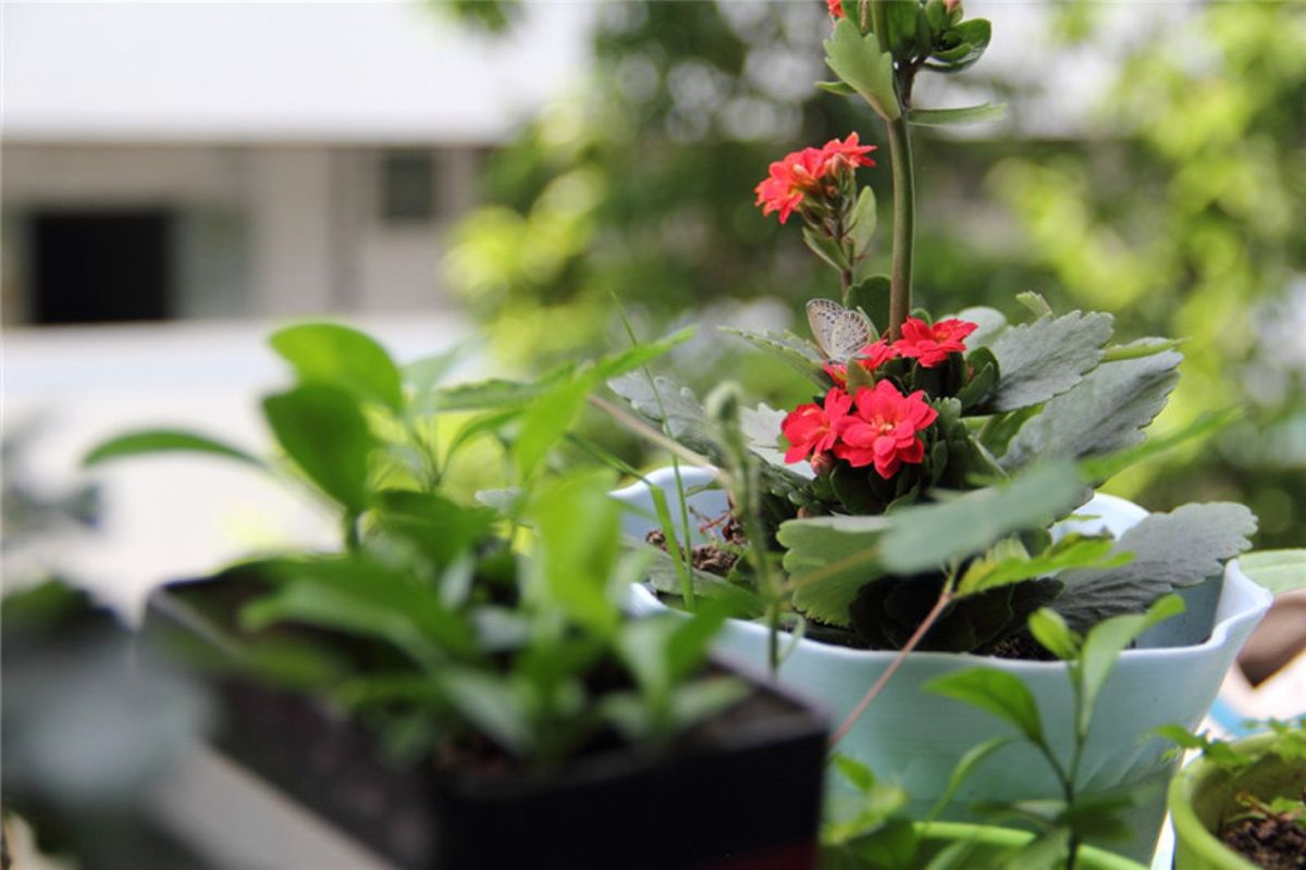 Kalanchoe Blossfeldiana