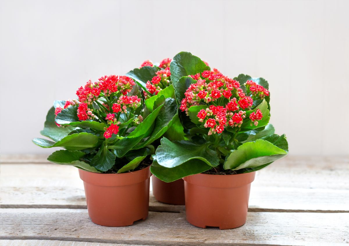 Succulents with Red Flowers