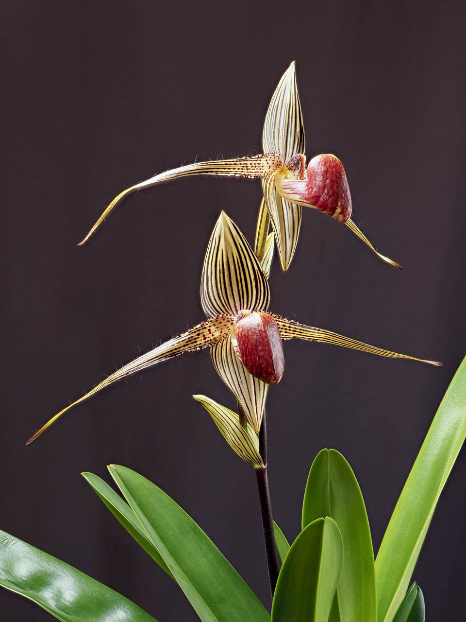 Kinabalu Orchid