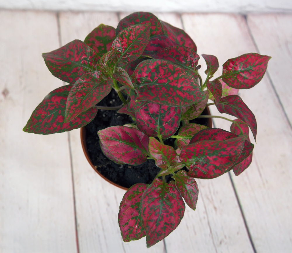 10 Pink Houseplants - Make A Splash With The Most Beautiful Color