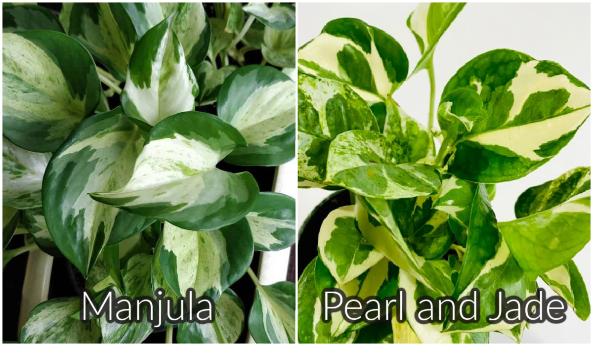 Manjula versus Pearl and Jade Pothos 