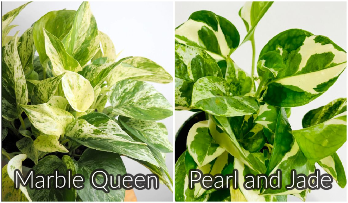 Marble Queen versus Pearl and Jade Pothos 