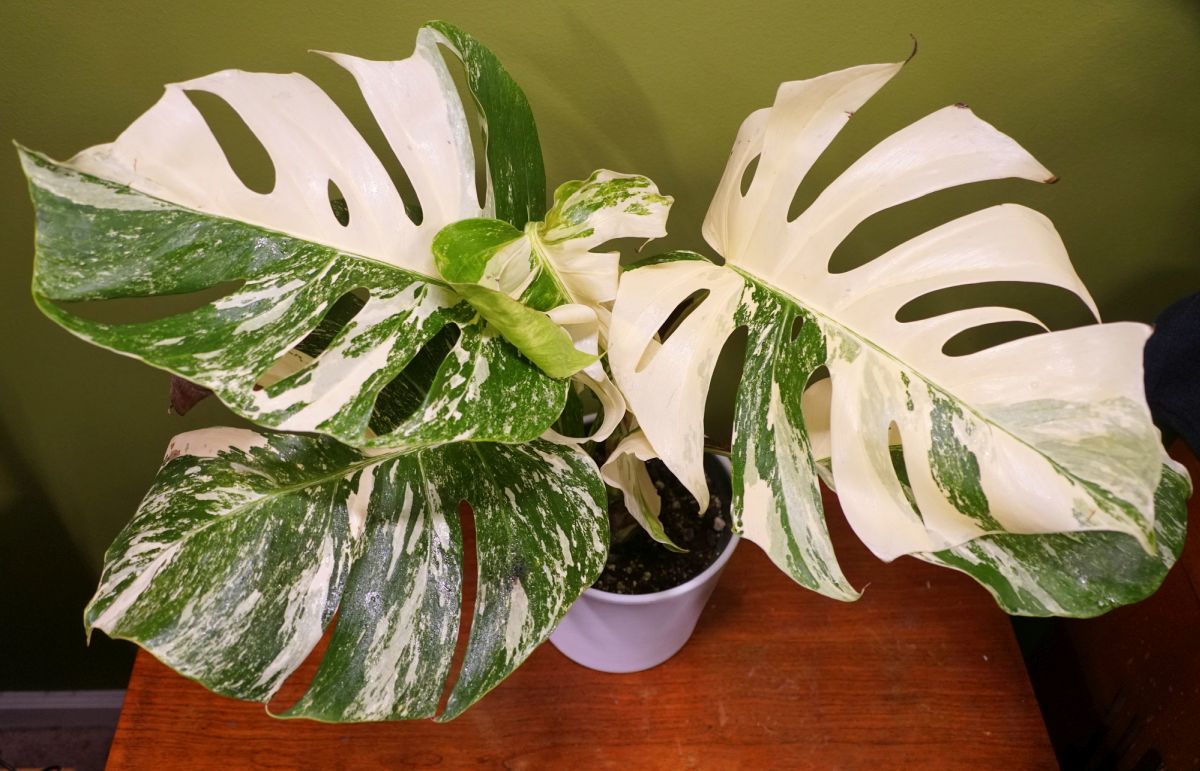 Monstera Deliciosa Albo Variegata