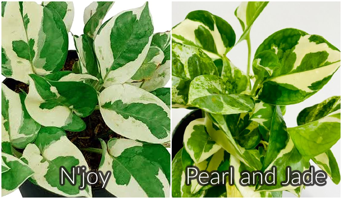 N’Joy versus Pearl and Jade Pothos 