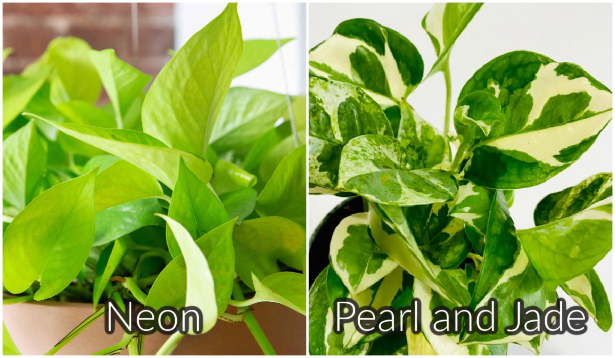 Neon versus Pearl and Jade Pothos 