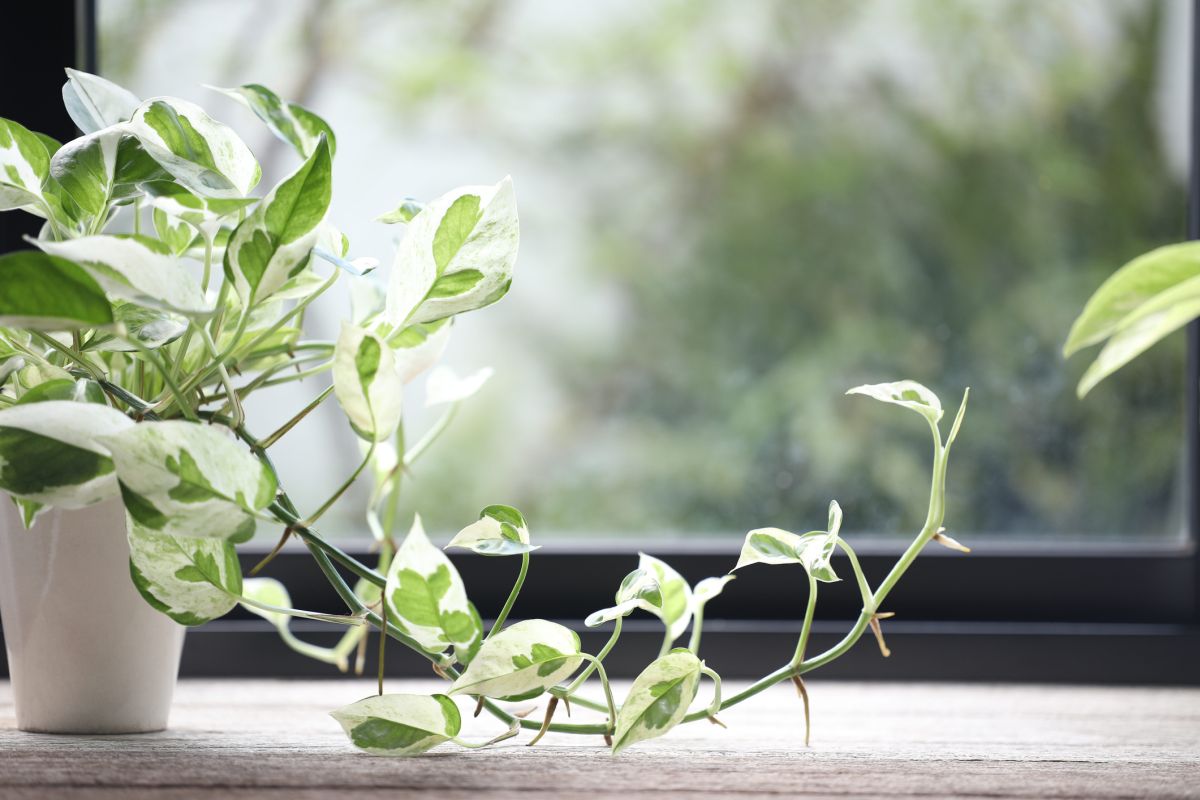 Pearl and Jade Pothos Care