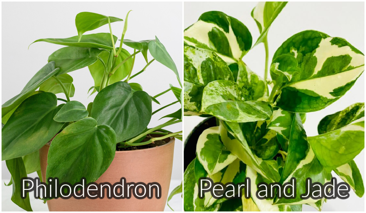 Pearl and Jade Pothos versus Philodendron