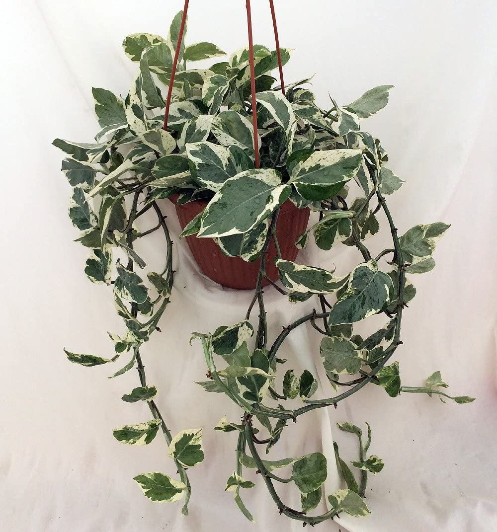 How To Grow And Care For Pearls And Jade Pothos, 51% OFF