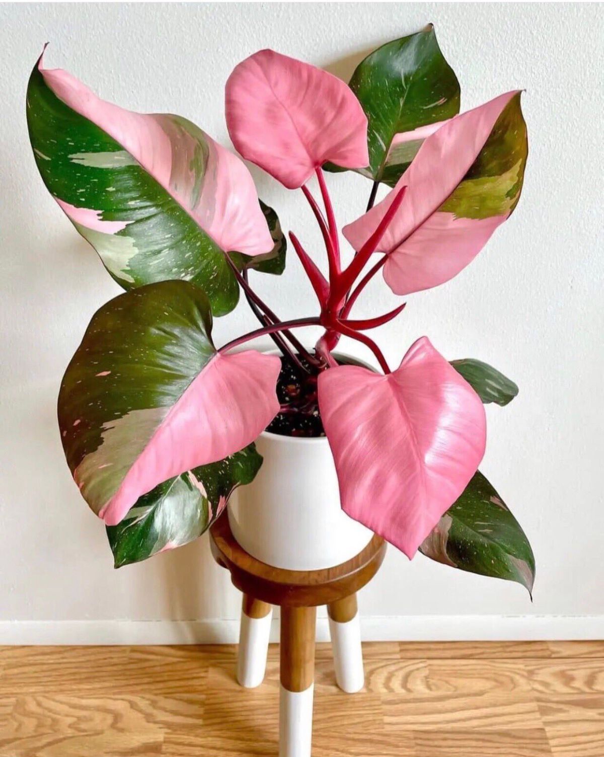 Pink Princess Philodendron For Sale