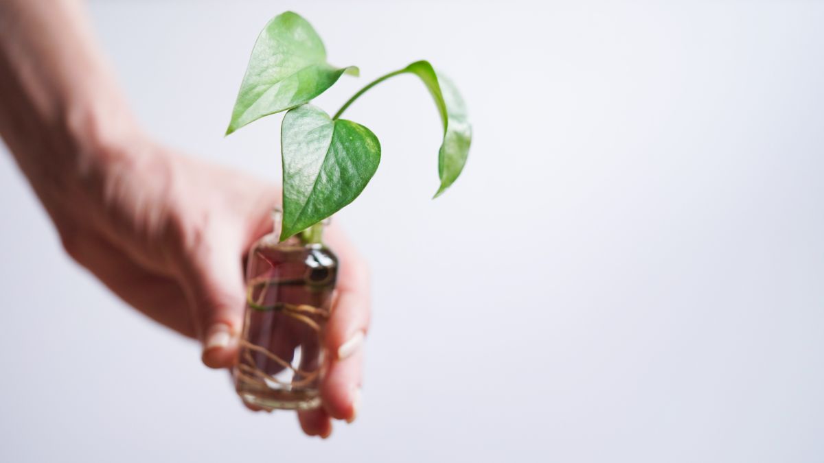 Propagating Pearl and Jade Pothos 