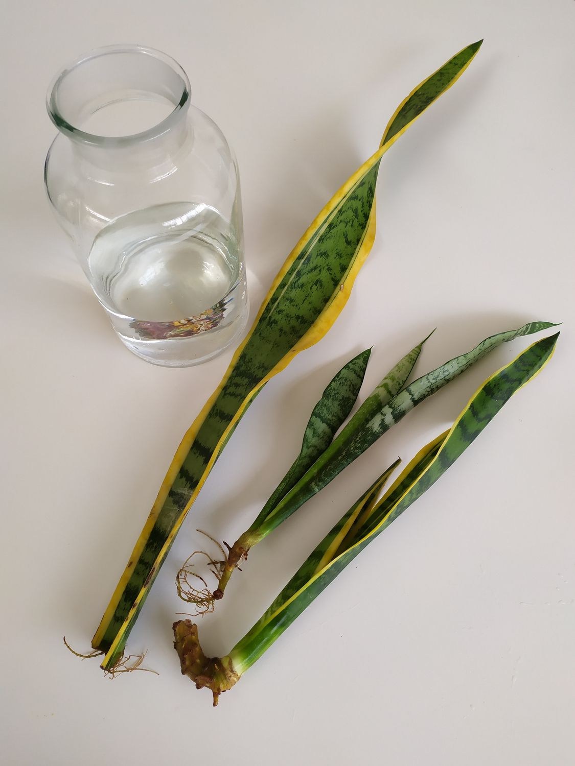 Propagating Snake Plants