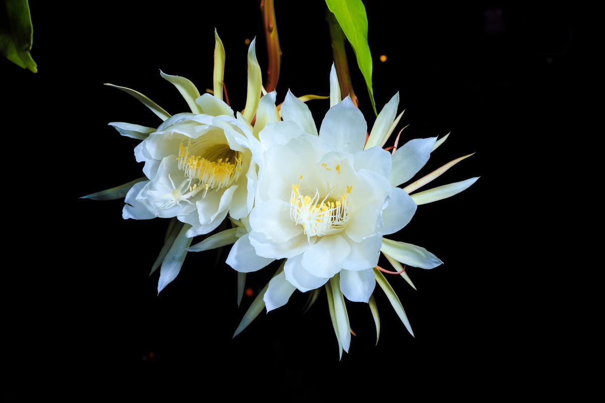 galan de noche flower, from the cactus family, in my garden…