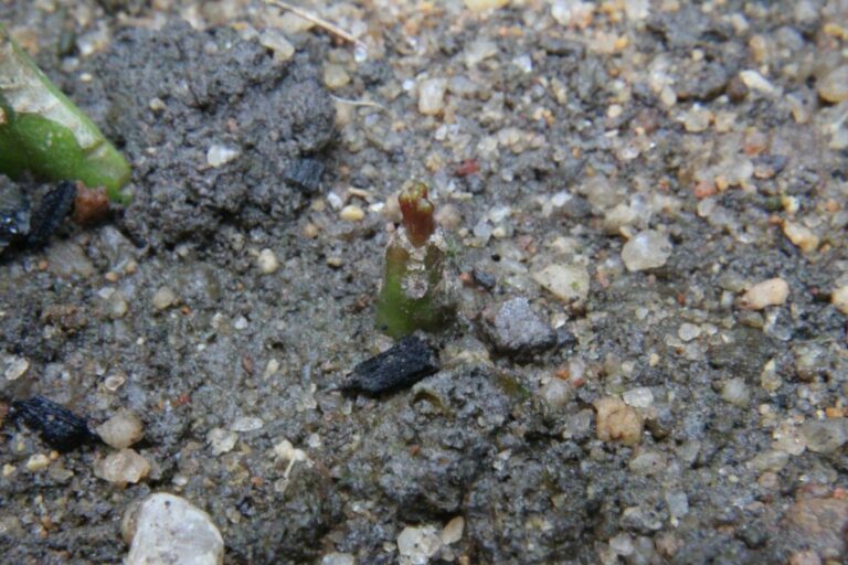 How to Grow and Care for Queen Of The Night Flower