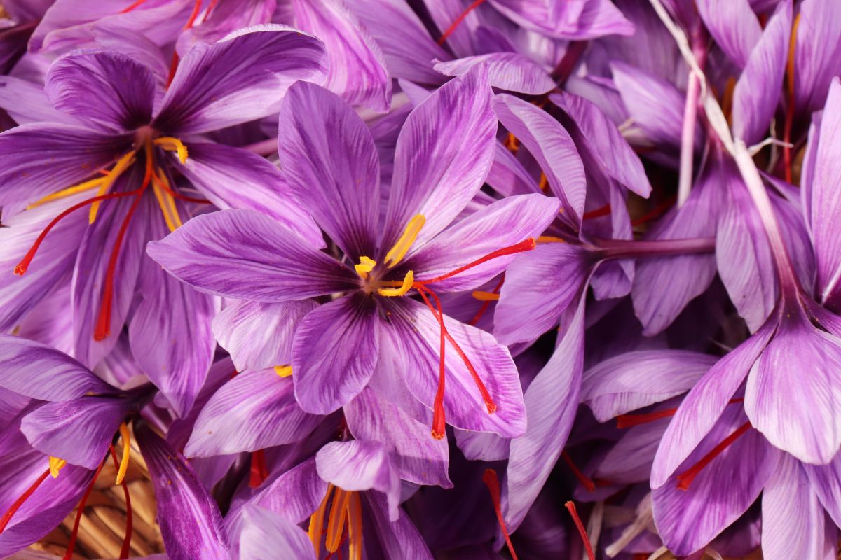 Saffron