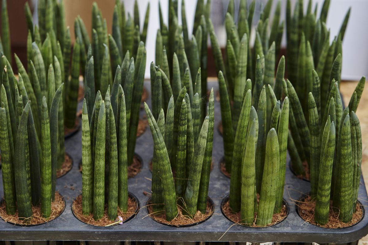 Sansevieria cylindrica 