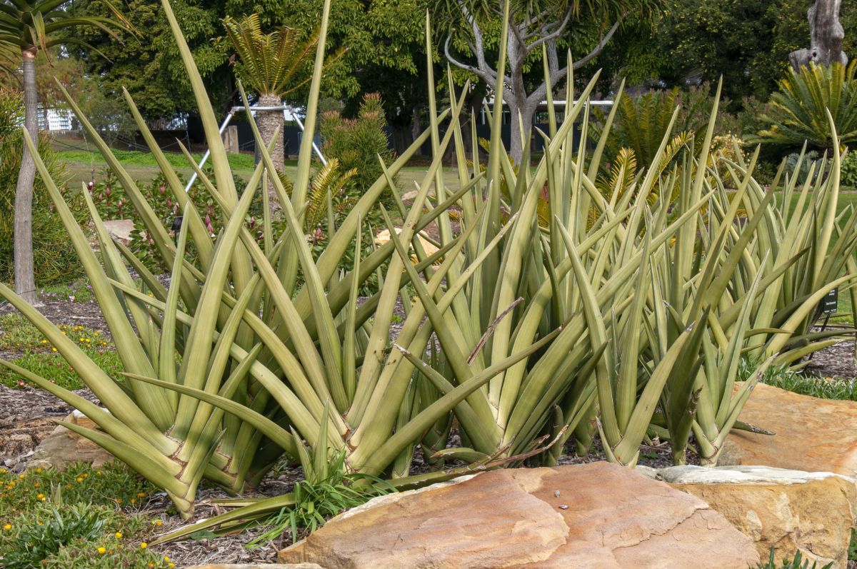 Sansevieria ehrenbergii 