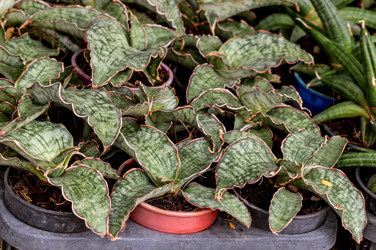 Sansevieria kirkii 